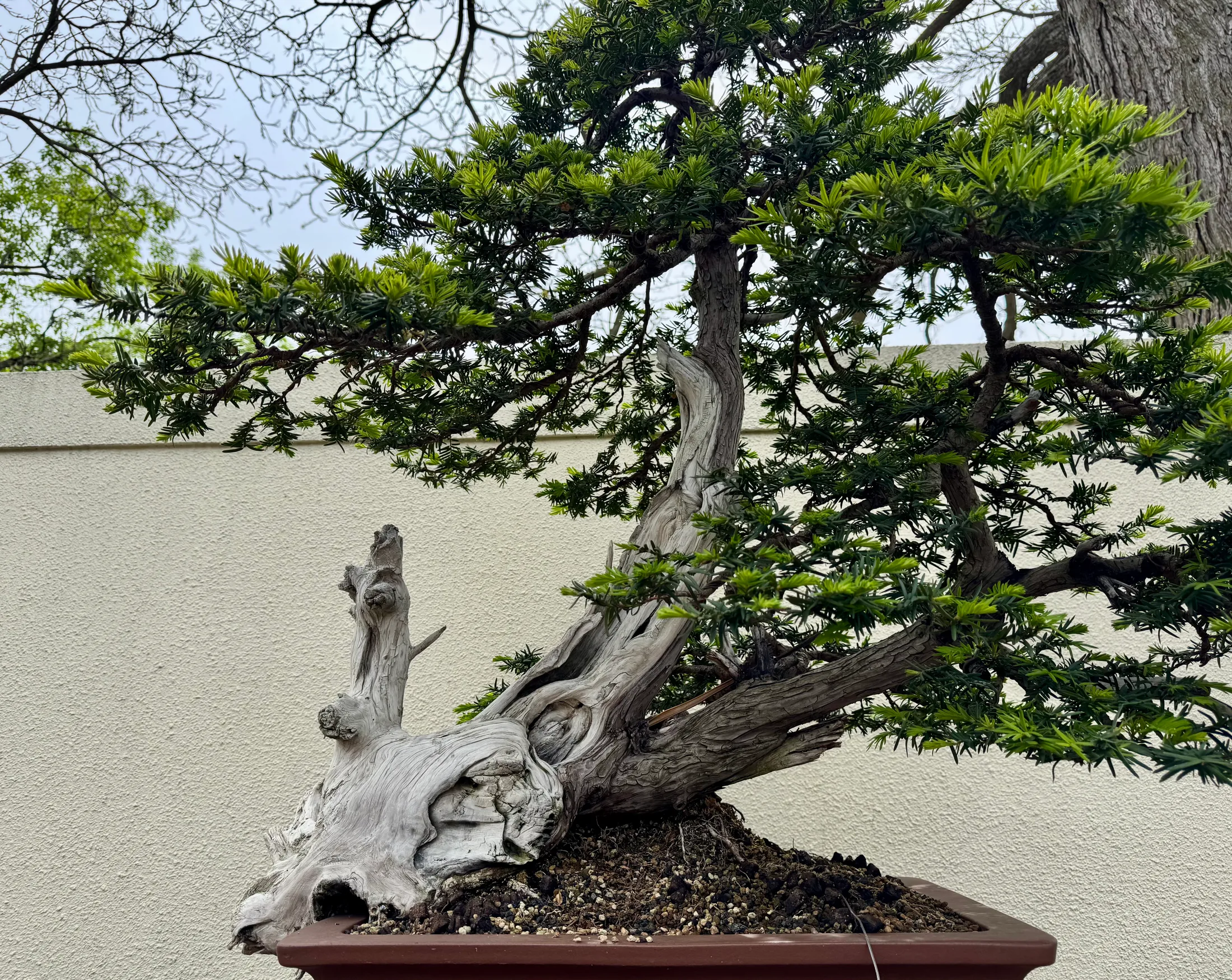 An old bonsai with a bleached, twisted trunk and a spreading green crown, in a pot against a pale wall