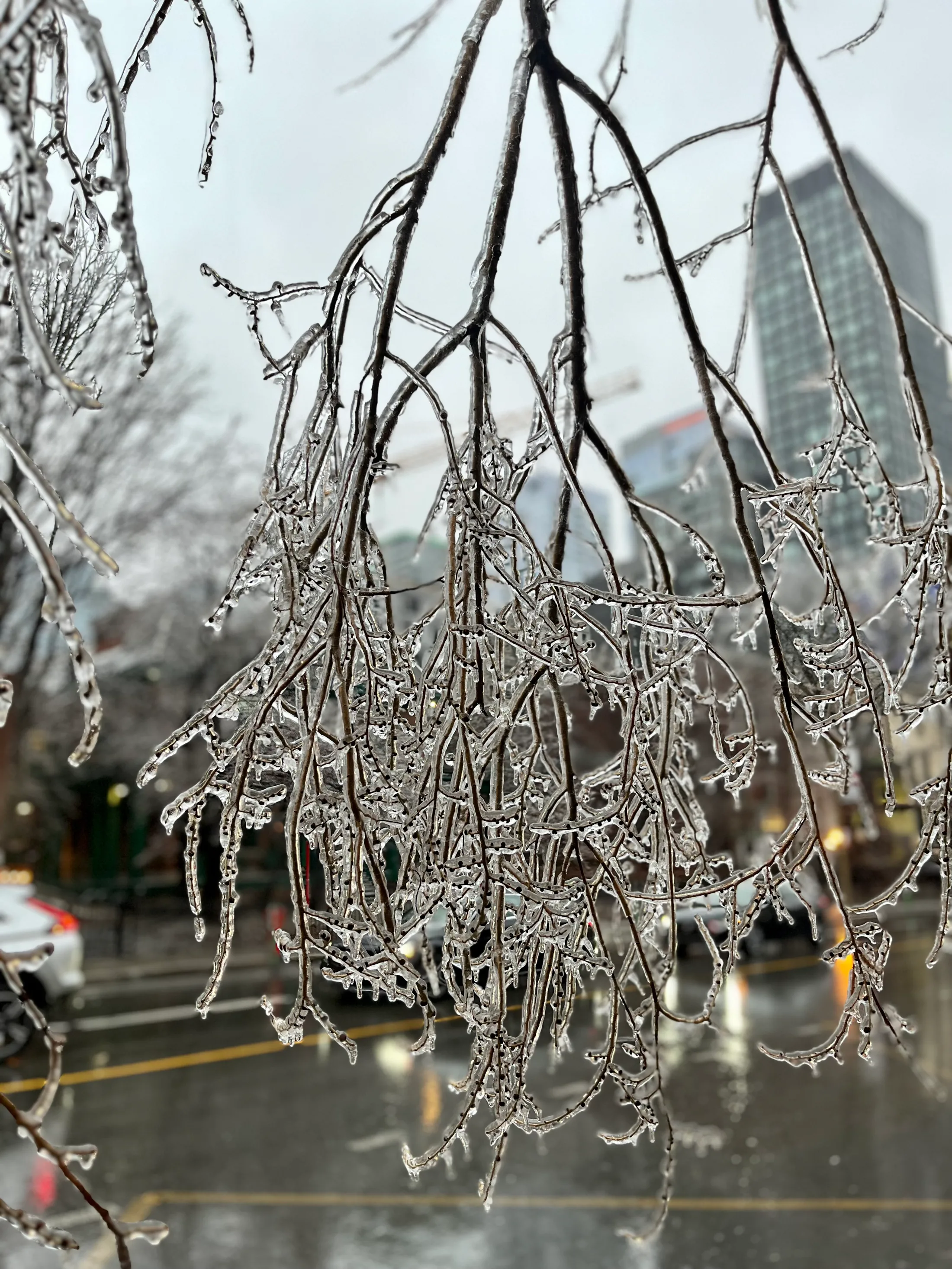 Bare branches encased in ice after freezing rain, hanging over a grey city street